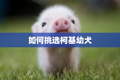 如何挑選柯基幼犬