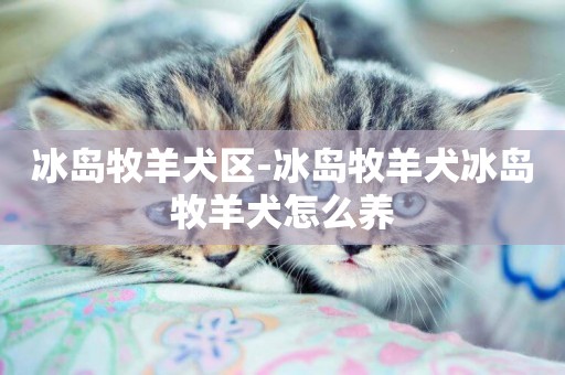 冰島牧羊犬區-冰島牧羊犬冰島牧羊犬怎么養