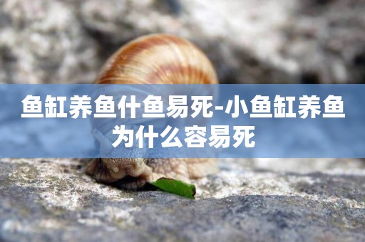 魚缸養魚什魚易死-小魚缸養魚為什么容易死