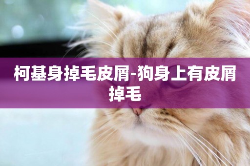 柯基身掉毛皮屑-狗身上有皮屑掉毛