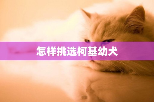 怎樣挑選柯基幼犬