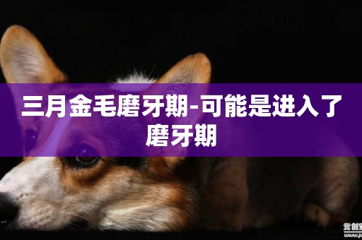 三月金毛磨牙期-可能是進入了磨牙期