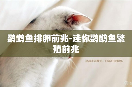 鸚鵡魚排卵前兆-迷你鸚鵡魚繁殖前兆