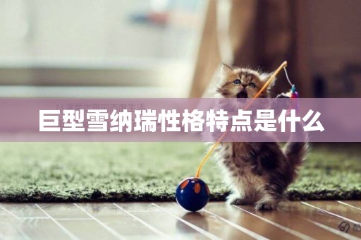 巨型雪納瑞性格特點是什么