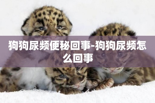狗狗尿頻便秘回事-狗狗尿頻怎么回事