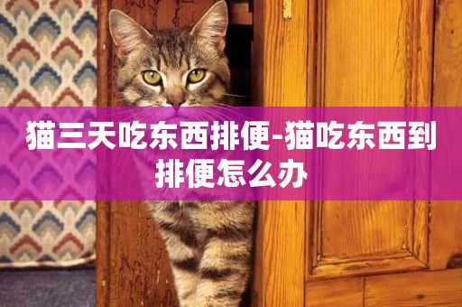 貓三天吃東西排便-貓吃東西到排便怎么辦