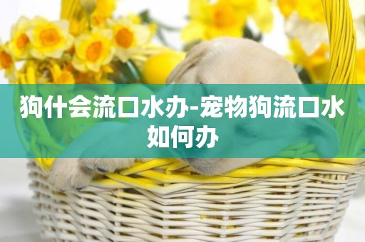 狗什會流口水辦-寵物狗流口水如何辦