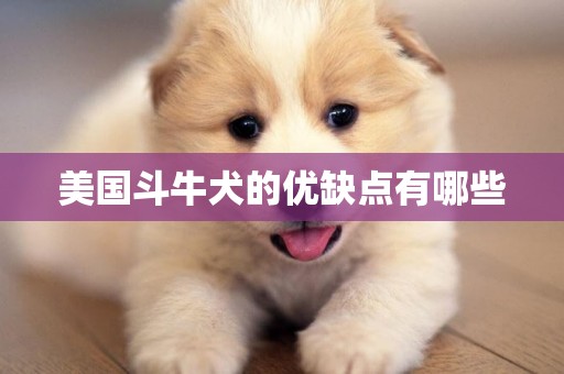 美國斗牛犬的優缺點有哪些