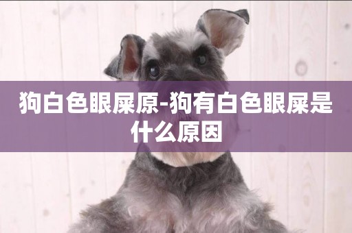 狗白色眼屎原-狗有白色眼屎是什么原因