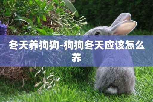 冬天養狗狗-狗狗冬天應該怎么養