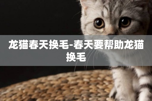 龍貓春天換毛-春天要幫助龍貓換毛