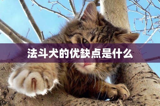 法斗犬的優缺點是什么