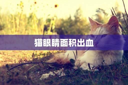 貓眼睛面積出血