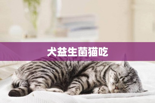 犬益生菌貓吃