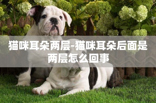 貓咪耳朵兩層-貓咪耳朵后面是兩層怎么回事