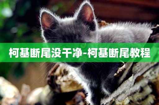 柯基斷尾沒干凈-柯基斷尾教程