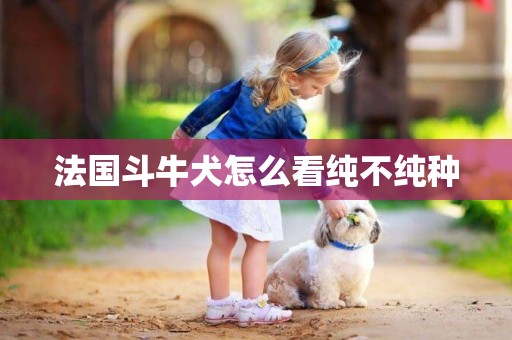 法國斗牛犬怎么看純不純種