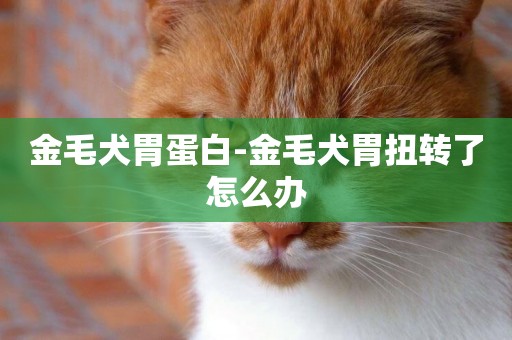 金毛犬胃蛋白-金毛犬胃扭轉了怎么辦