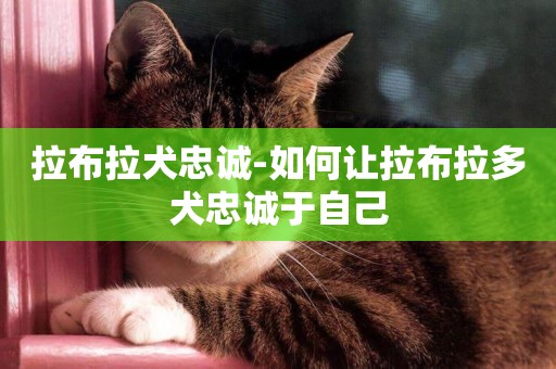 拉布拉犬忠誠-如何讓拉布拉多犬忠誠于自己