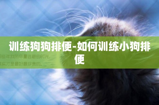 訓練狗狗排便-如何訓練小狗排便