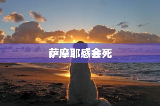 薩摩耶感會死