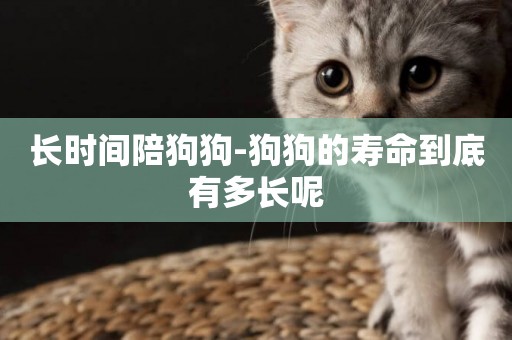 長時間陪狗狗-狗狗的壽命到底有多長呢