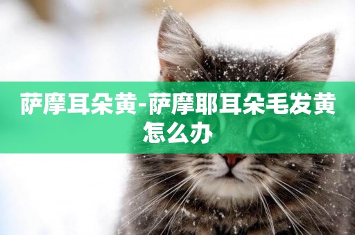 薩摩耳朵黃-薩摩耶耳朵毛發黃怎么辦