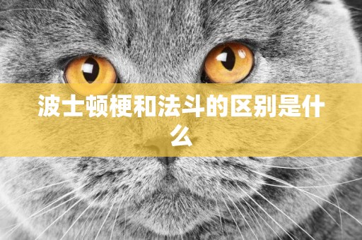 波士頓梗和法斗的區別是什么