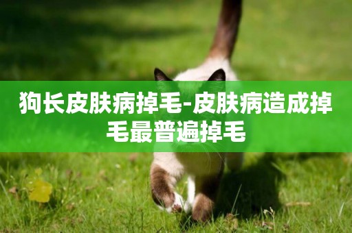 狗長皮膚病掉毛-皮膚病造成掉毛最普遍掉毛