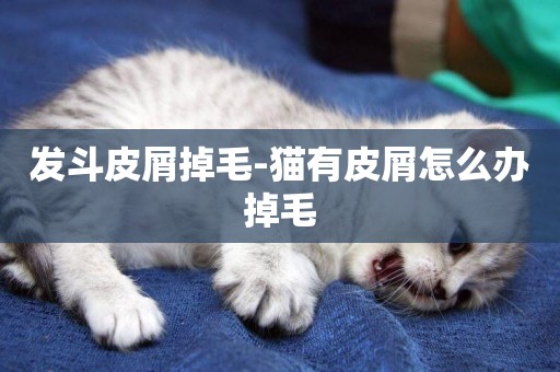 發斗皮屑掉毛-貓有皮屑怎么辦掉毛