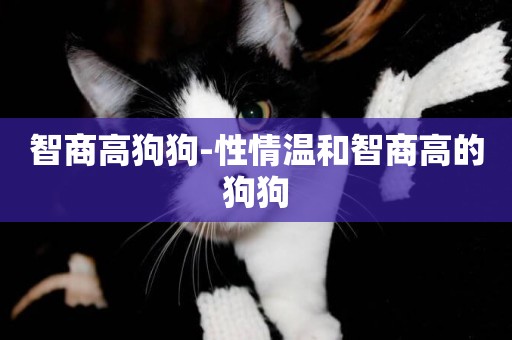 智商高狗狗-性情溫和智商高的狗狗