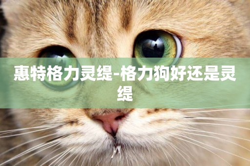 惠特格力靈緹-格力狗好還是靈緹