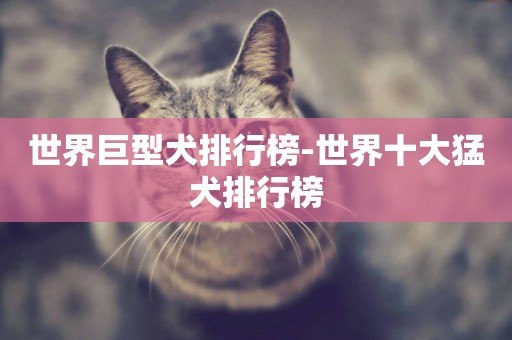 世界巨型犬排行榜-世界十大猛犬排行榜