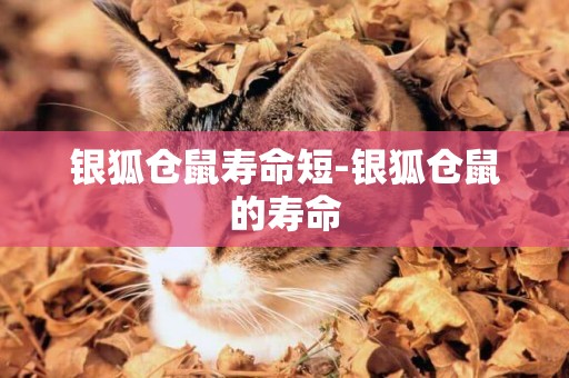 銀狐倉鼠壽命短-銀狐倉鼠的壽命
