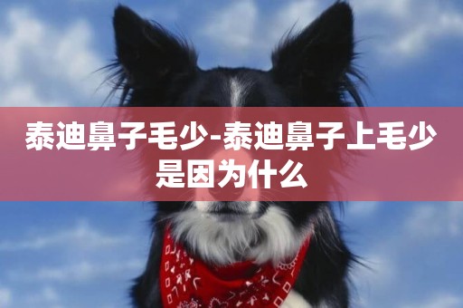 泰迪鼻子毛少-泰迪鼻子上毛少是因為什么