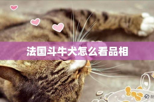 法國斗牛犬怎么看品相
