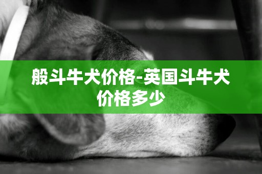 般斗牛犬價格-英國斗牛犬價格多少