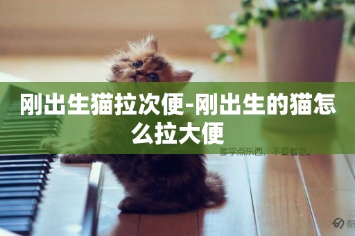 剛出生貓拉次便-剛出生的貓怎么拉大便