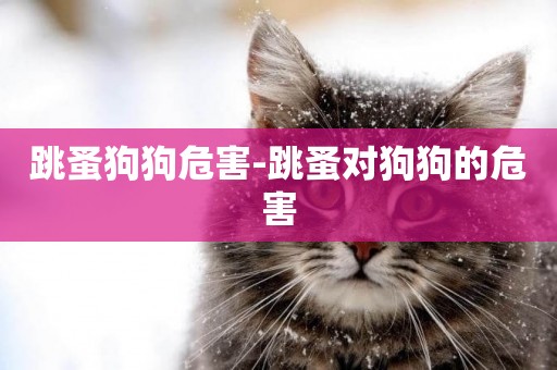 跳蚤狗狗危害-跳蚤對狗狗的危害