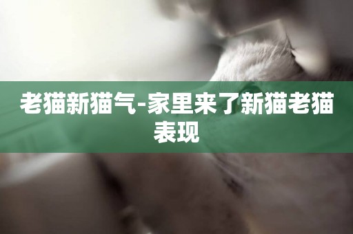 老貓新貓氣-家里來了新貓老貓表現