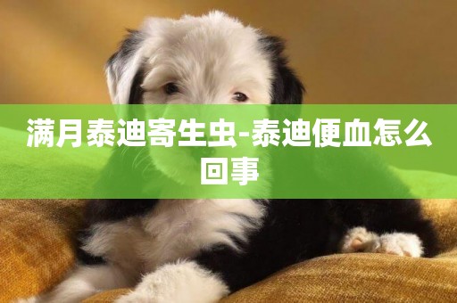 滿月泰迪寄生蟲-泰迪便血怎么回事