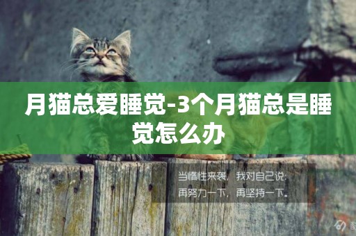 月貓總愛睡覺-3個月貓總是睡覺怎么辦