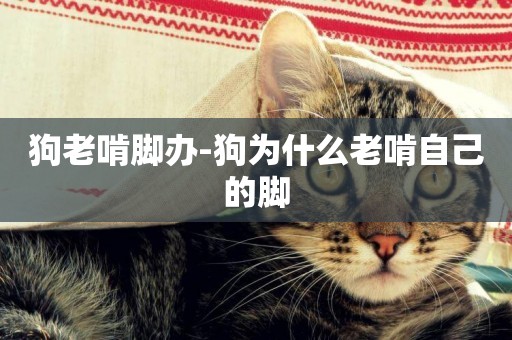 狗老啃腳辦-狗為什么老啃自己的腳