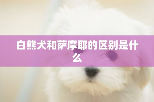 白熊犬和薩摩耶的區別是什么