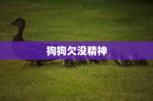 狗狗欠沒精神