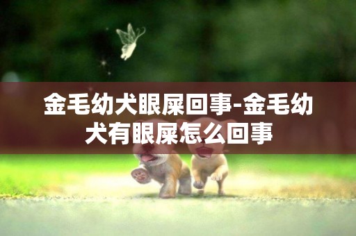 金毛幼犬眼屎回事-金毛幼犬有眼屎怎么回事
