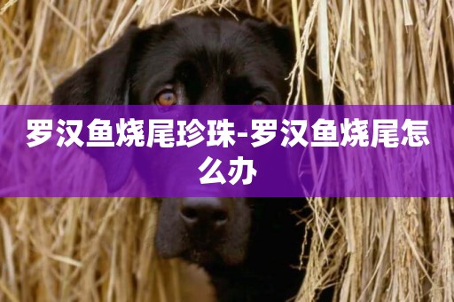 羅漢魚燒尾珍珠-羅漢魚燒尾怎么辦