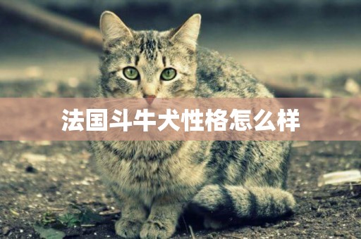法國斗牛犬性格怎么樣