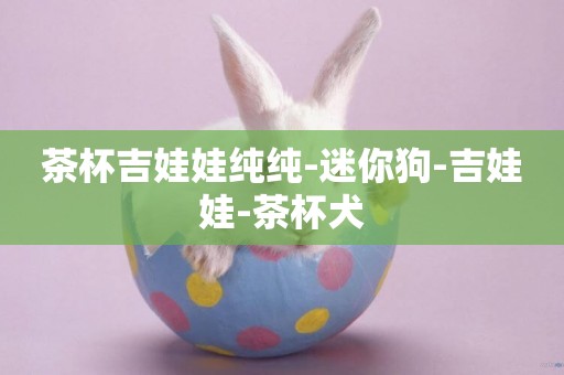 茶杯吉娃娃純純-迷你狗-吉娃娃-茶杯犬