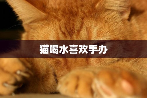 貓喝水喜歡手辦